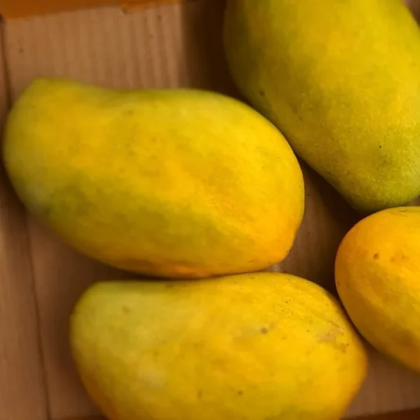 Peddha Rasalu 12.5 Kg Box